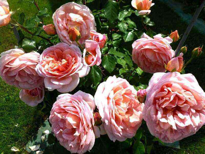 Se pueden plantar 12 variedades de rosas hasta octubre: resistirán incondicionalmente la invernada