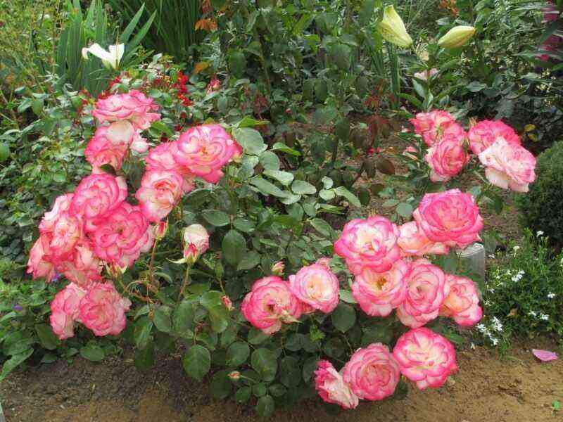 Bis Oktober können 12 Rosensorten gepflanzt werden: Sie überstehen den Winter standhaft