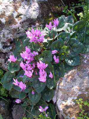 Flowers growing in the mountains planting and care, cultivation