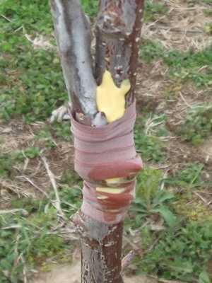 Types of grafting of fruit trees and garden var