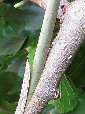 Types of grafting of fruit trees and garden var
