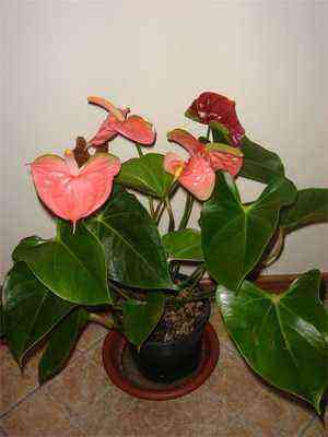 Beautiful tropical and exotic flowers (with photo) planting and care, cultivation