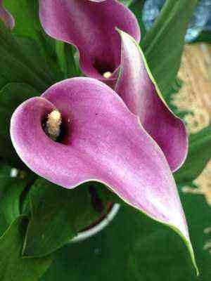 Beautiful tropical and exotic flowers (with photo) planting and care, cultivation