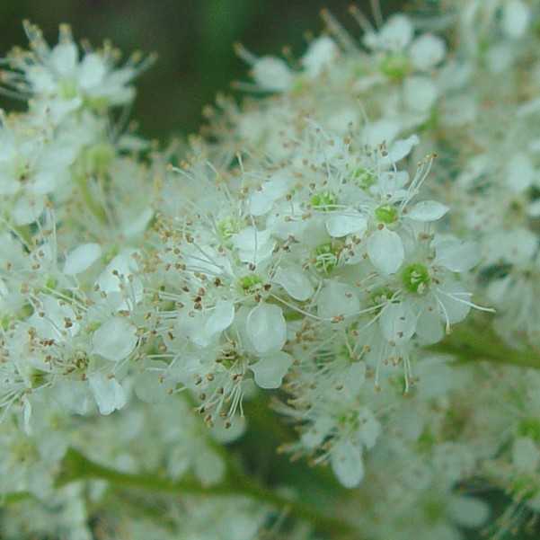 plant meadowsweet in the photo