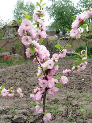 Three-lobed almonds: photo, planting and care