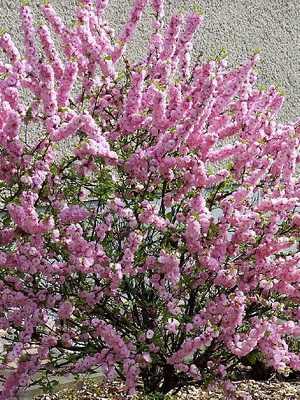 Three-lobed almonds: photo, planting and care