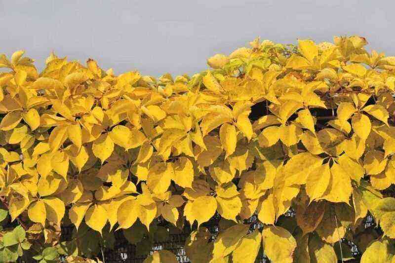 7 plantas que pueden cambiar maravillosamente de color durante la temporada