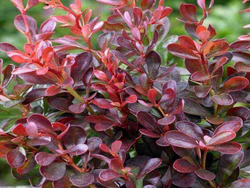 7 plants that can change their color beautifully during the season