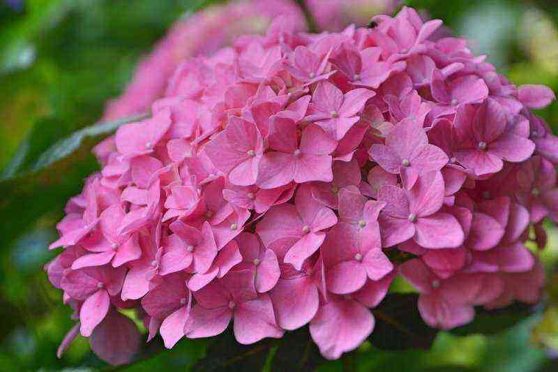 7 plants that can change their color beautifully during the season