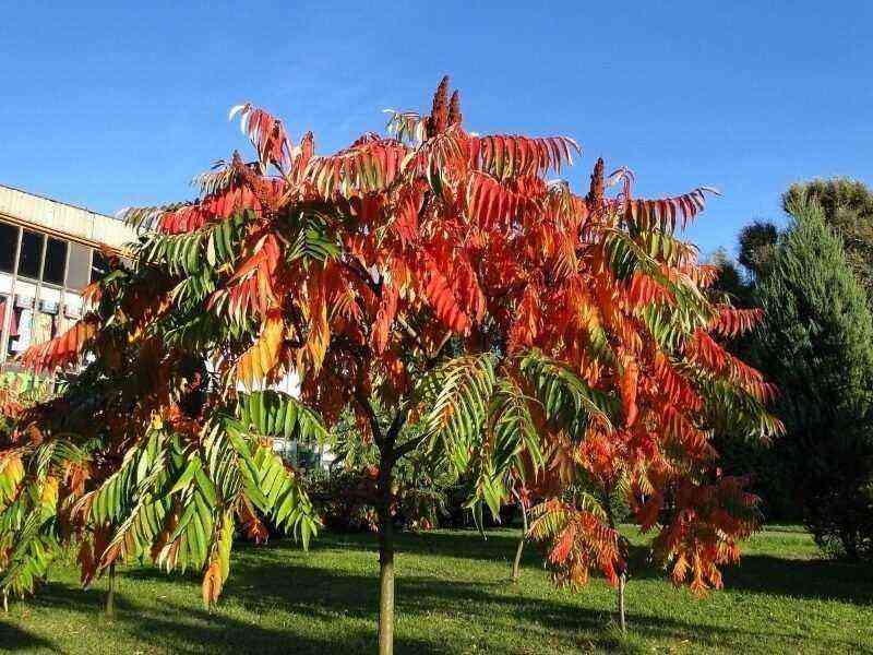 7 نباتات يمكنها تغيير لونها بشكل جميل خلال الموسم