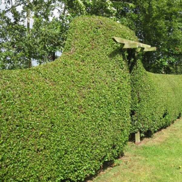 pictured shrub privet