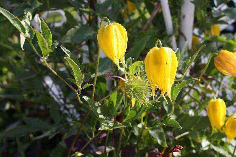 7 plantas perenes resistentes que são bastante raras em jardins