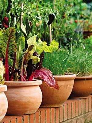 Cultivar plantas en contenedores.