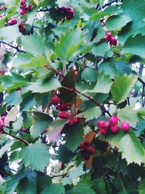 Hawthorn plant (Crataegus) and outdoor cultivation