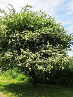 Hawthorn plant (Crataegus) and outdoor cultivation