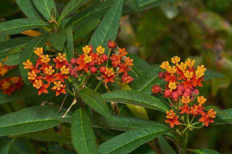 Aroma für den ganzen Garten: 3 Arten Watte, die einen angenehm süßen Geruch verströmt