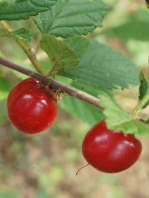 Felt cherry tree (Cerasus): varieties with photos, cultivation and care