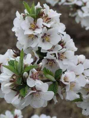 Felt cherry tree (Cerasus): varieties with photos, cultivation and care