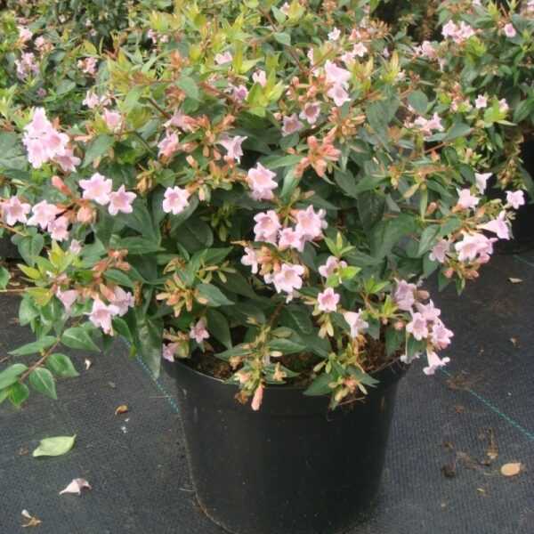 blooming abelia in the photo