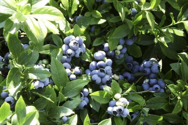 Garden blueberry plant (Vaccinium): description and cultivation (with photo)