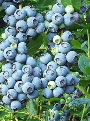 Garden blueberry plant (Vaccinium): description and cultivation (with photo)