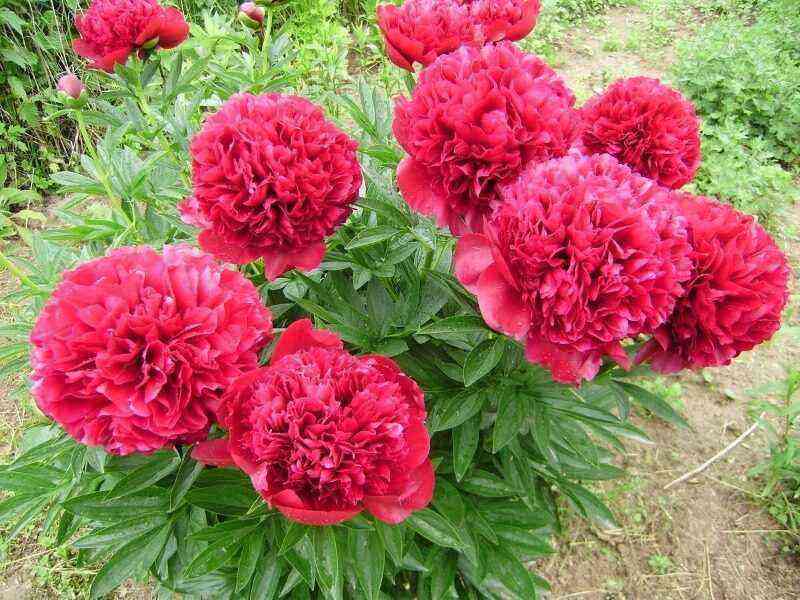6 varieties of peonies with huge airy flowers and a bright aroma