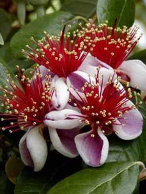 Feijoa: description of the plant and its cultivation