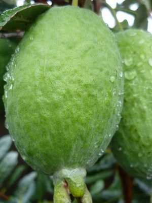 Feijoa: description of the plant and its cultivation