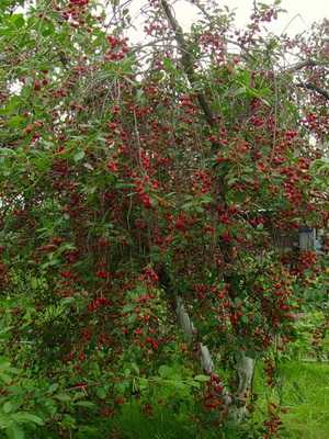 The best varieties of cherries: photo, description and characteristics
