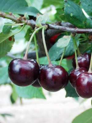 The best varieties of cherries: photo, description and characteristics