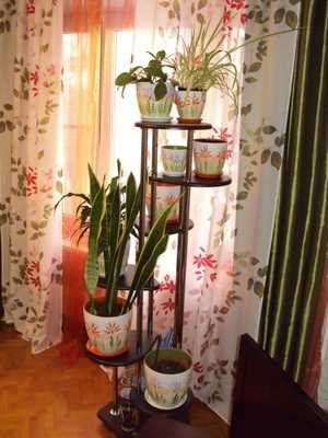 Selection of indoor flowers for the interior of the room and apartment