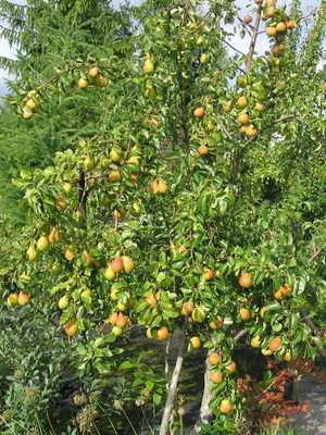 Pear varieties for central Russia: photo and description