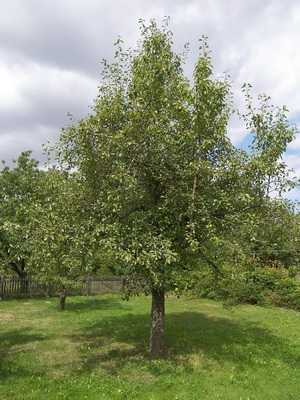 Pear varieties for central Russia: photo and description