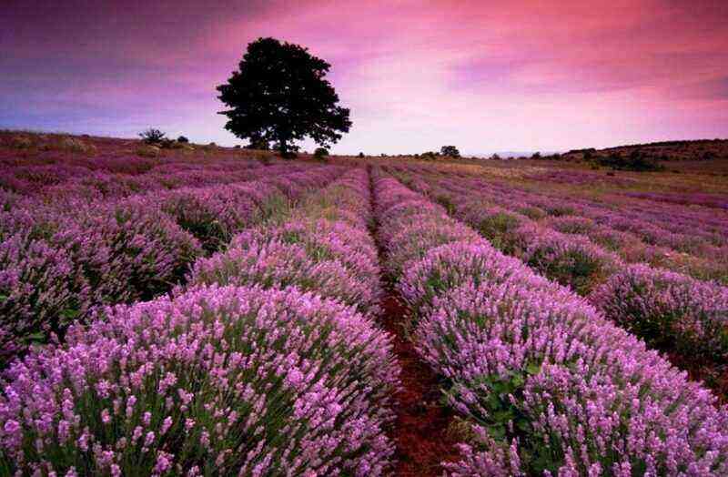 5 varieties of garden lavender that will bloom all summer
