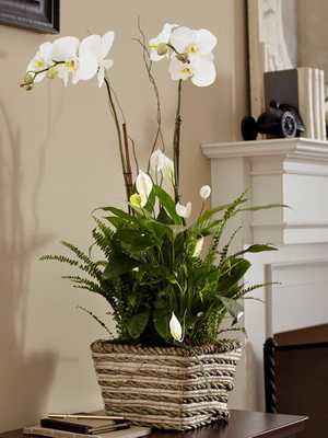 Design of indoor plants in the interior of the apartment (with photo)