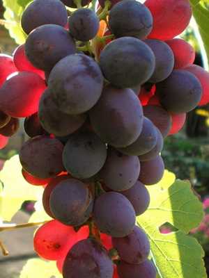 Grapes: description of varieties and cultivation features