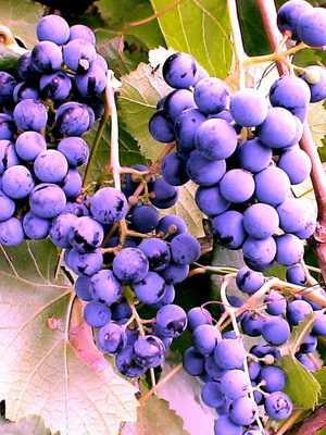 Grapes: description of varieties and cultivation features