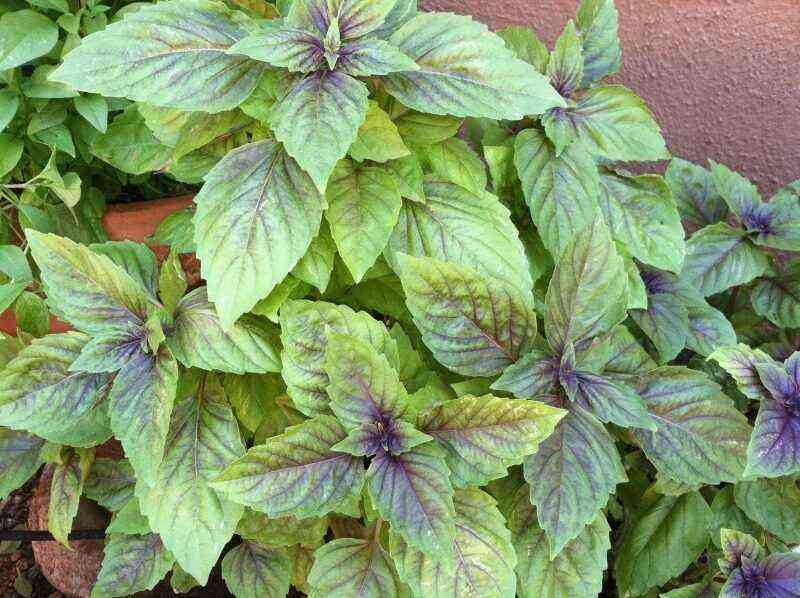 7 varieties of basil with unusual aromas of flowers, fruits or sweets