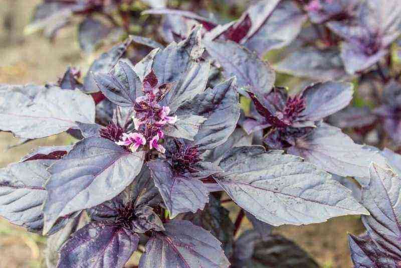 7 varieties of basil with unusual aromas of flowers, fruits or sweets