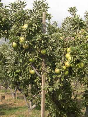 The best varieties of apple trees: description and characteristics