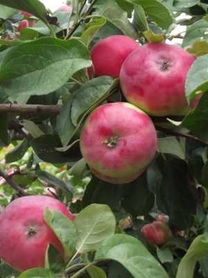 The best varieties of apple trees: description and characteristics