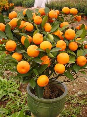 Mandarin: description, care and growing at home