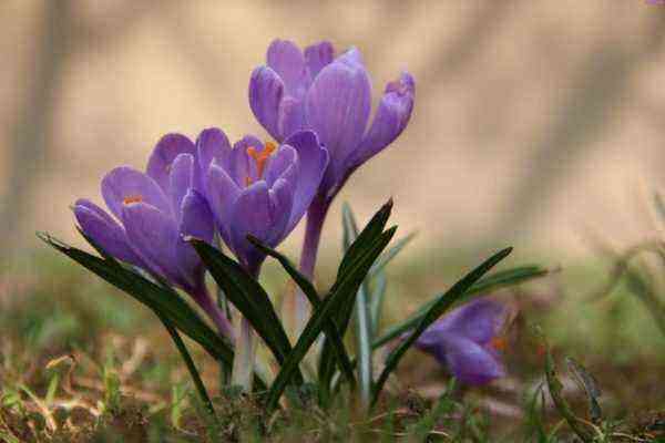 Spring garden: 8 plants that can be expected to bloom in April