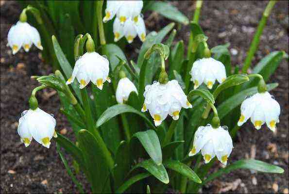Frühlingsgarten: 8 Pflanzen, die voraussichtlich im April blühen