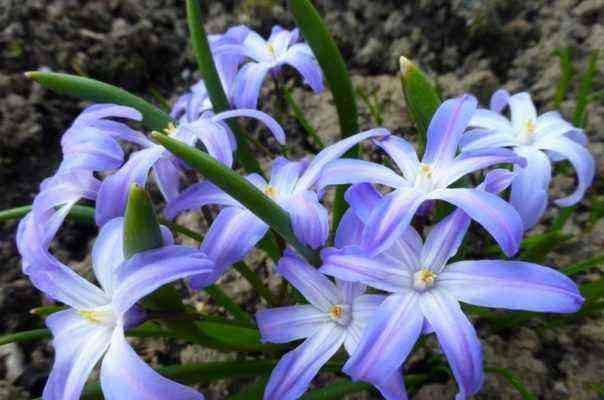Frühlingsgarten: 8 Pflanzen, die voraussichtlich im April blühen