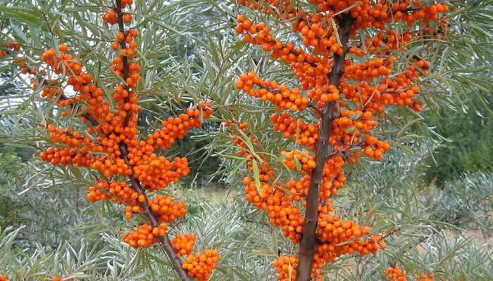 Sea buckthorn: how to grow a tree and how berries are useful