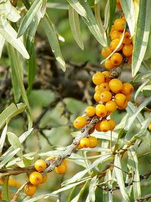 Sea buckthorn: how to grow a tree and how berries are useful