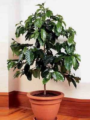 The coffee tree: care and cultivation of an indoor flower at home