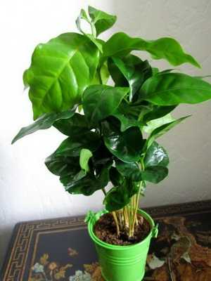 The coffee tree: care and cultivation of an indoor flower at home