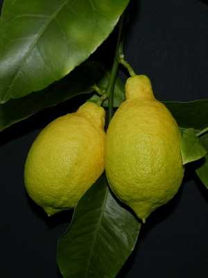 Lemon: features, care and reproduction